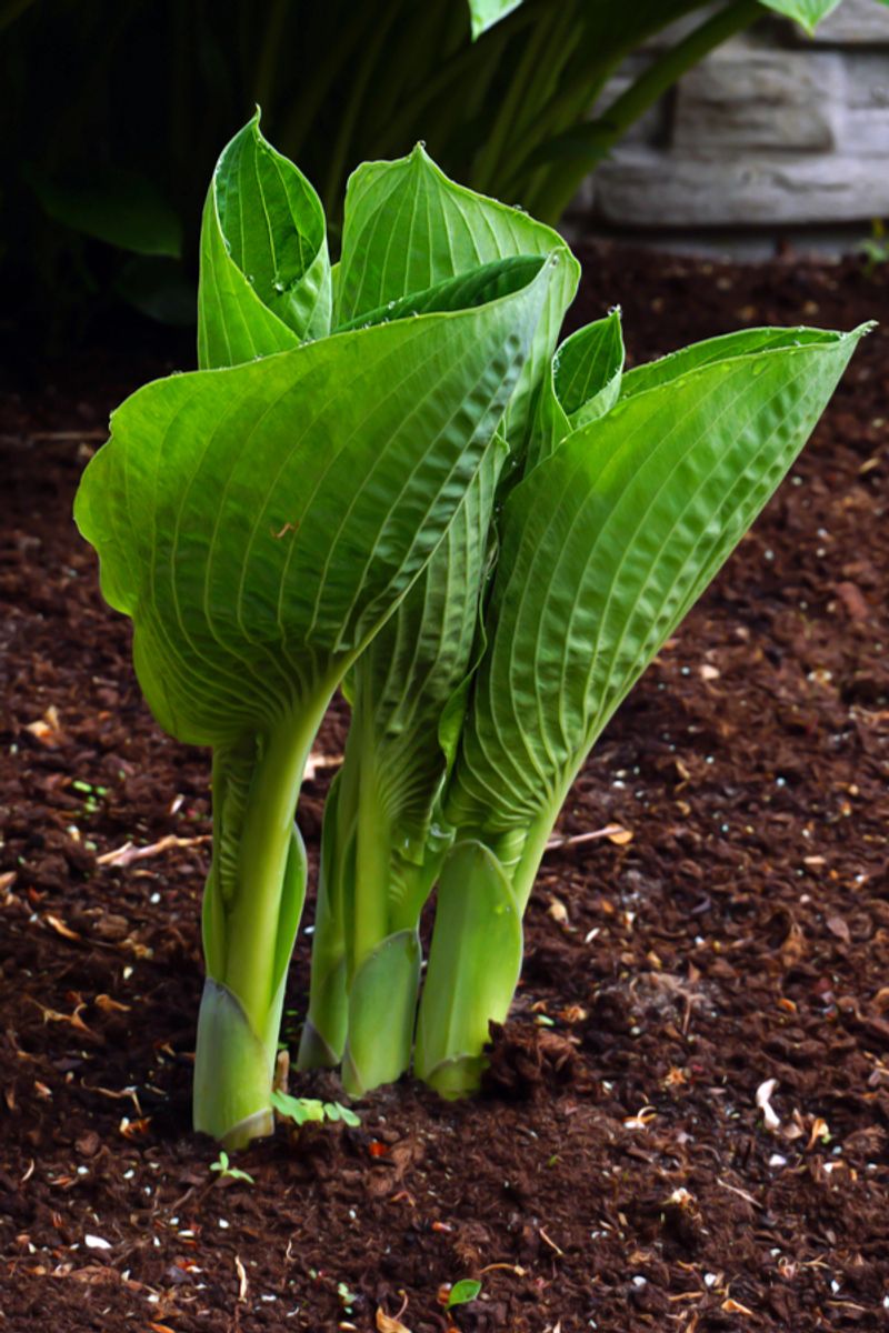 Start Protection Early As Shoots Emerge