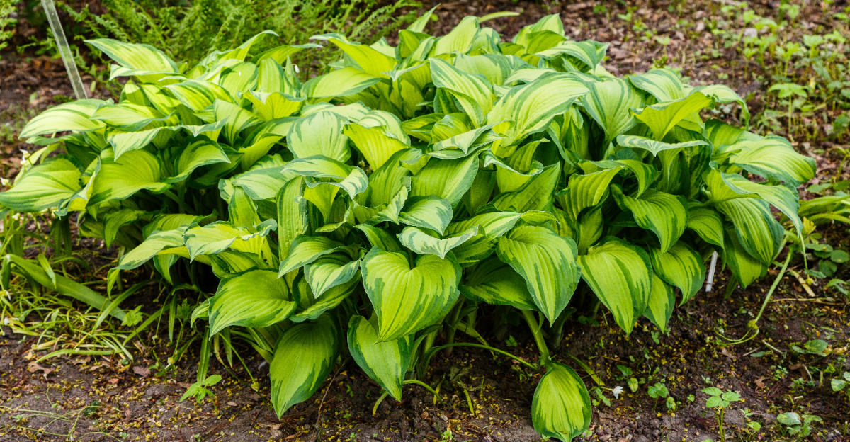 hostas