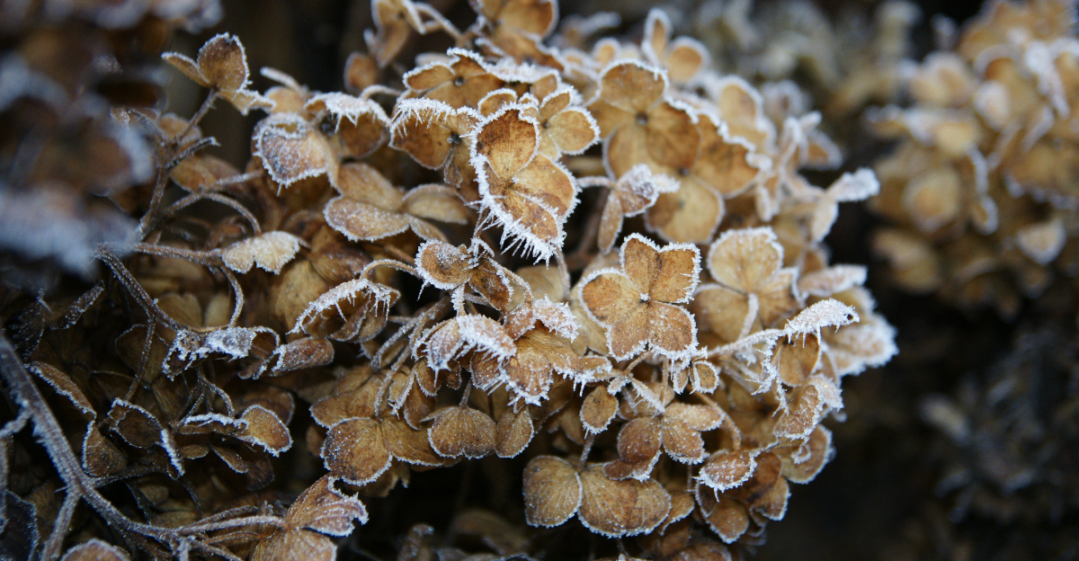 hydrangea frost