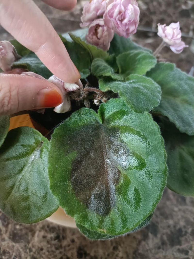 Pinch Central Leaves Early 