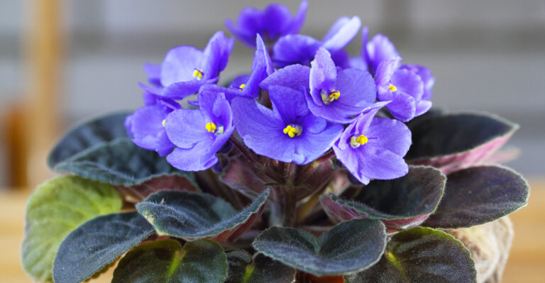 african violet