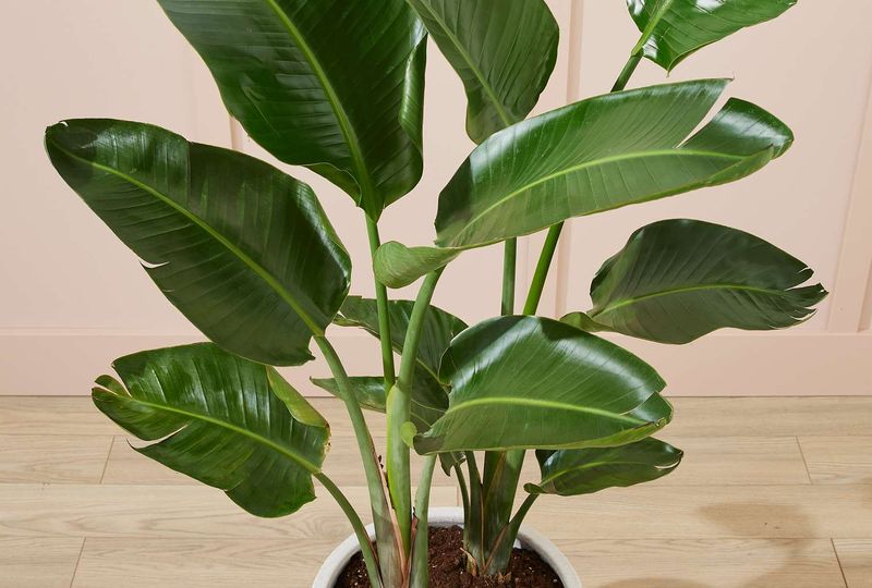 Care Tips After Pruning