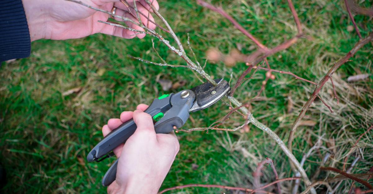 pruning blueberiies