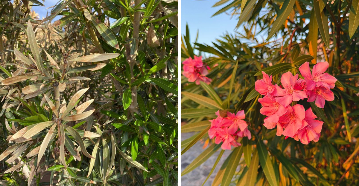 frost damaged oleander