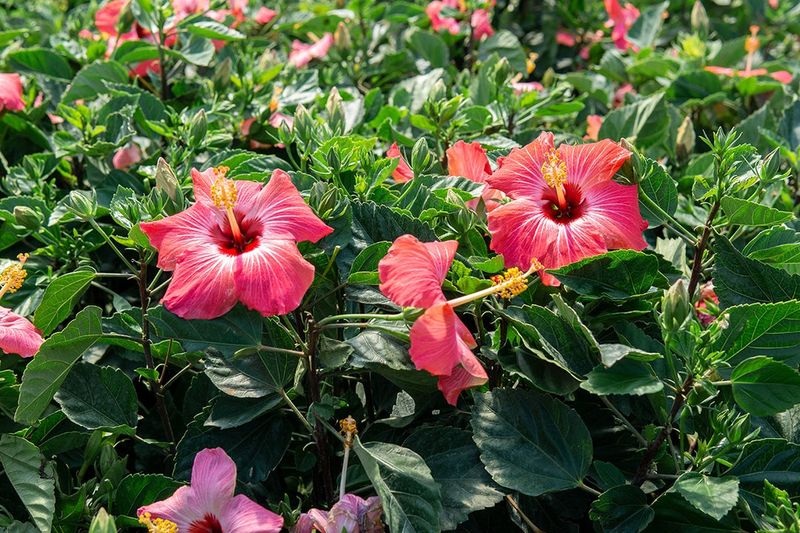 Why Pruning Hibiscus Boosts Flower Production?