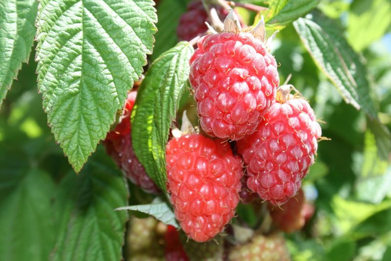 Summer vs. Everbearing