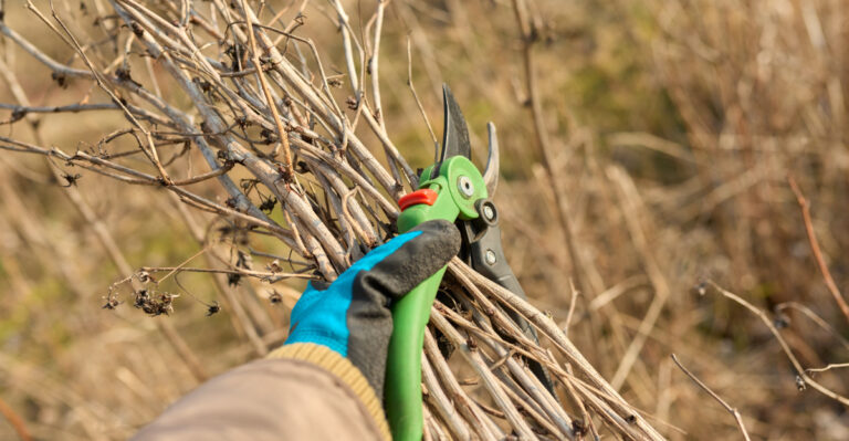 pruning raspberries