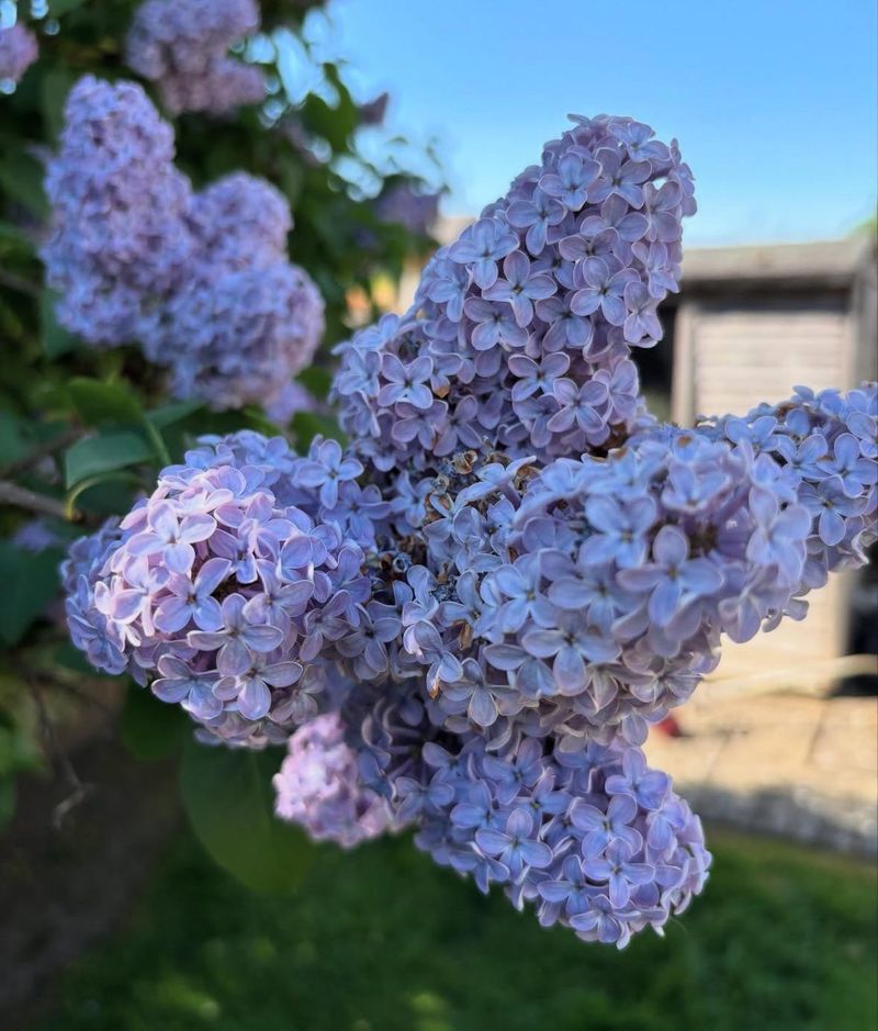 Simple Tips For More Lilac Flowers