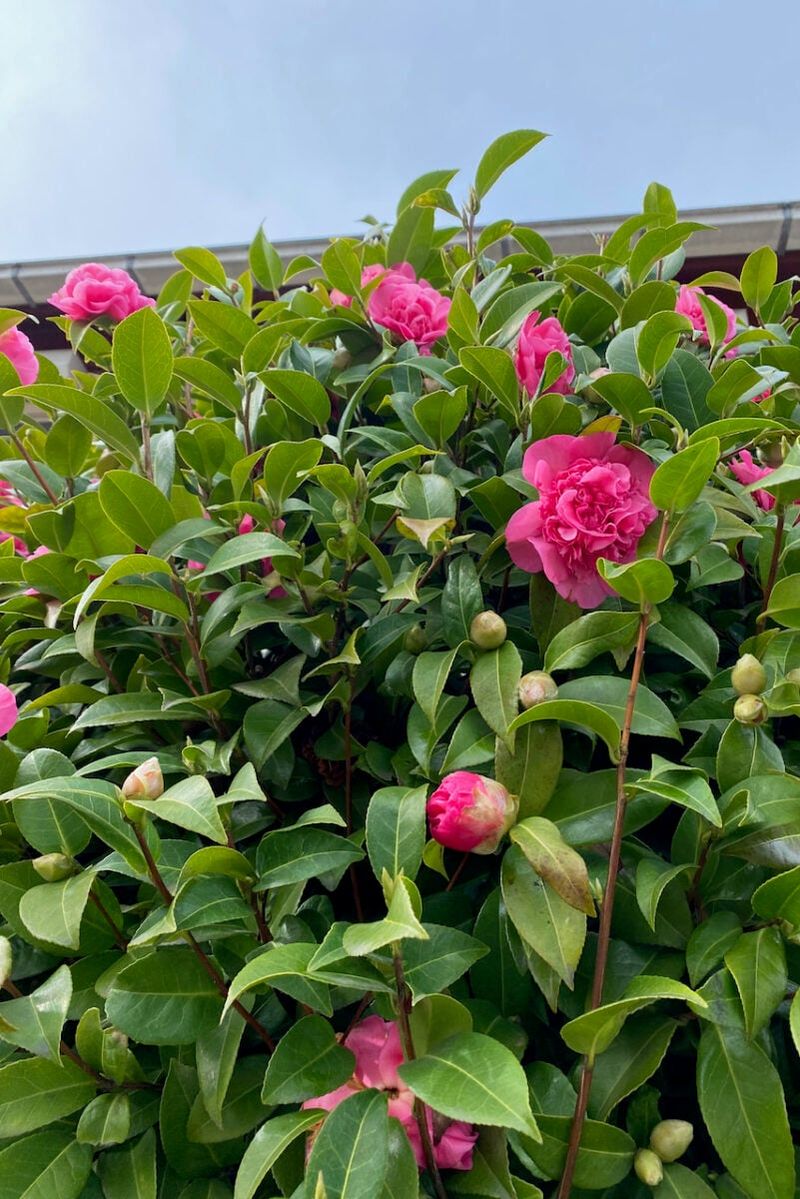 Why Mulch Helps Camellias Recover After Blooming