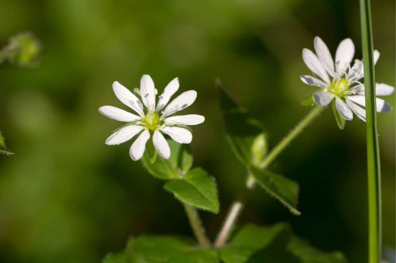 Organic Ways To Get Rid Of Chickweed