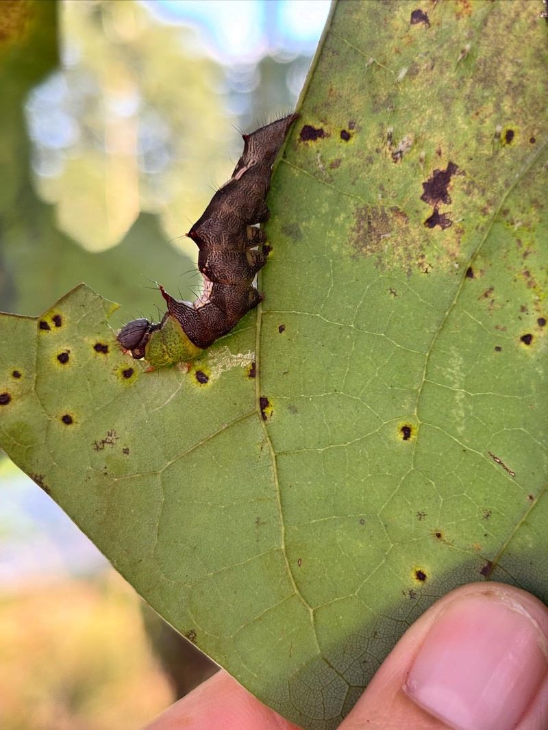 Look For Ragged Or Chewed Leaves On The Shrub