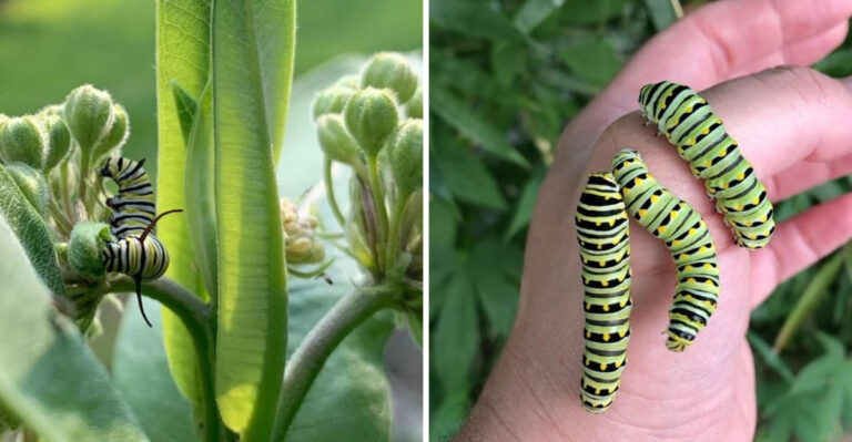 How To Recognize Caterpillar Damage On Shrubs In Arizona And Treat It