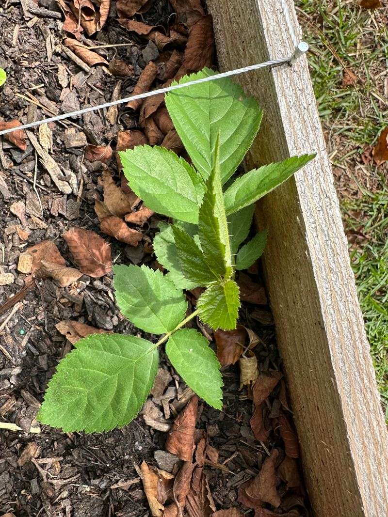 Himalayan Blackberry