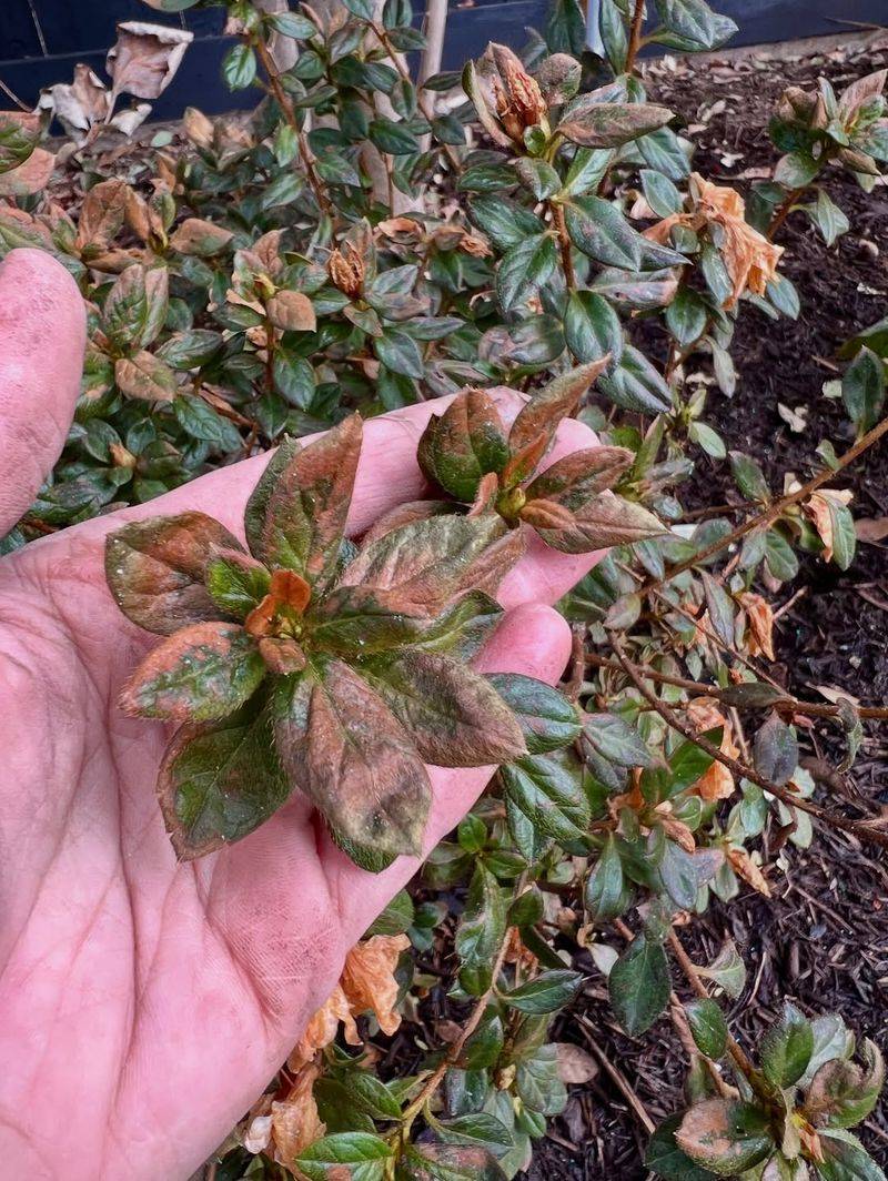 Assess Freeze Damage Slowly Before You Prune Anything