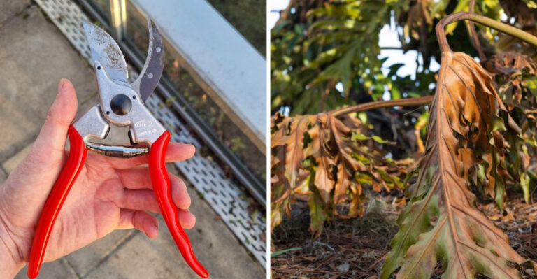pruners and frost damaged plant