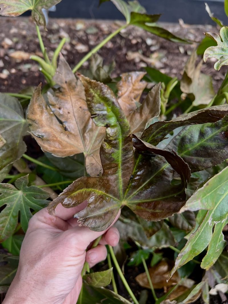 Wait For New Growth Before Trimming Freeze-Damaged Tips