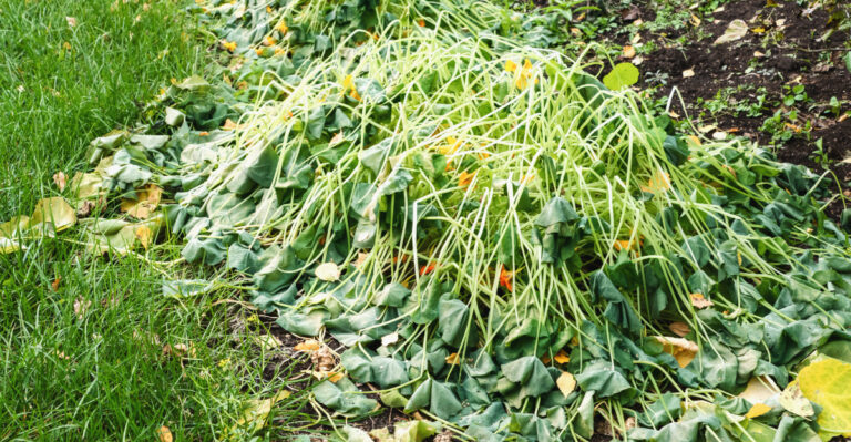 plants (featured image)