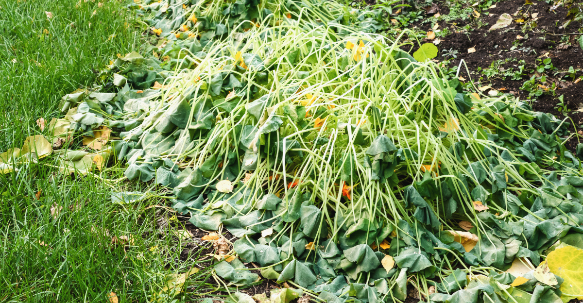 plants (featured image)