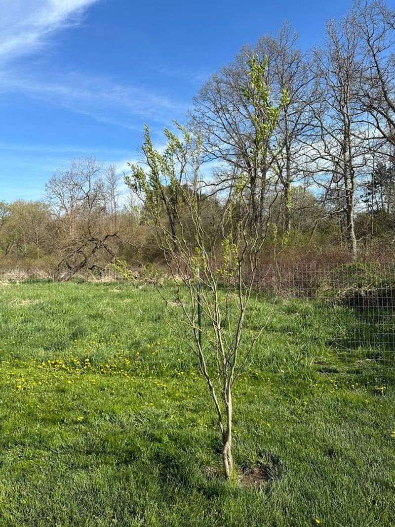 Wait Until New Growth Appears Before Pruning