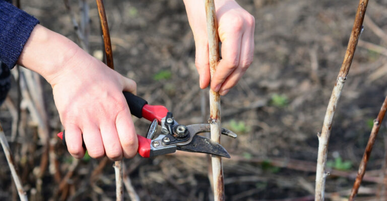 How To Remove Freeze-Damaged Tips In Michigan Gardens Without Causing Extra Stress