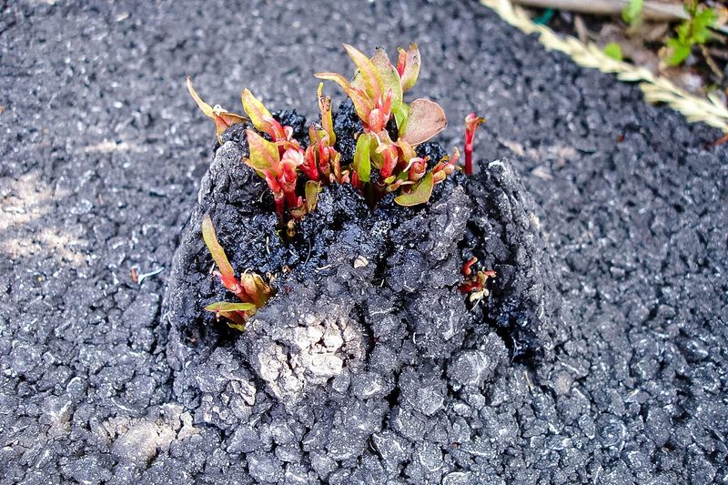 How To Prevent It From Coming Back