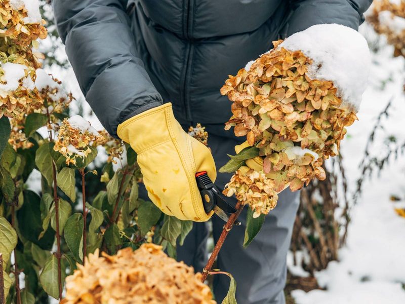 Assess The Extent Of Winter Damage