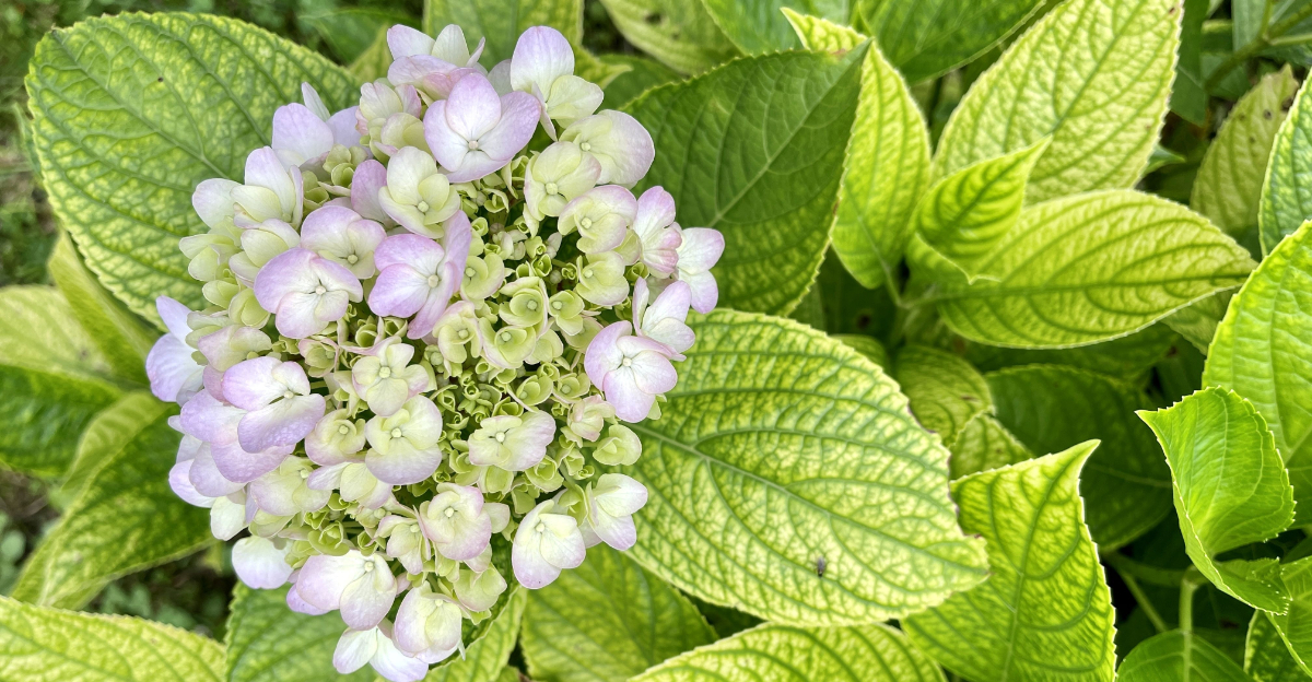 reviving hydrangea