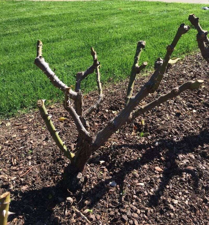 Early Spring Is The Right Time To Begin Rose Care