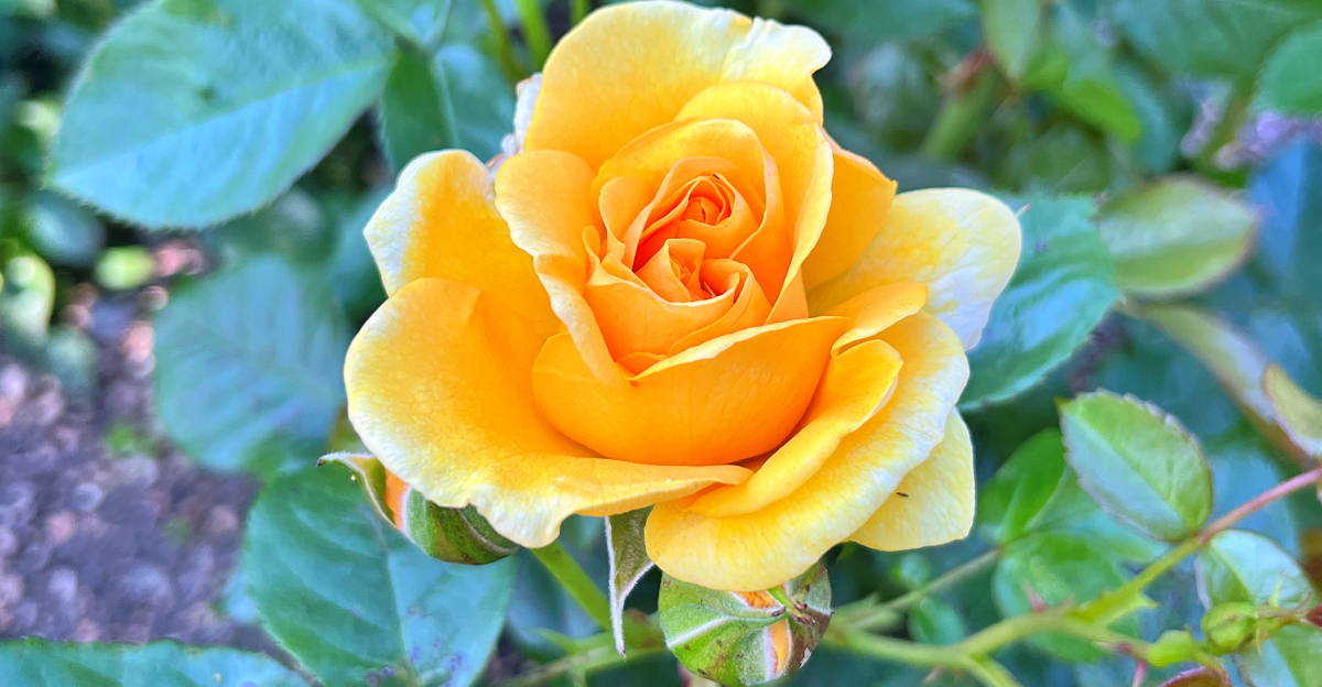 yellow rose
