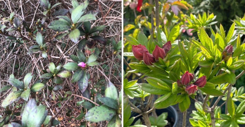 How To Revive Winter Damaged Azaleas Before Spring Blooms Begin In ...