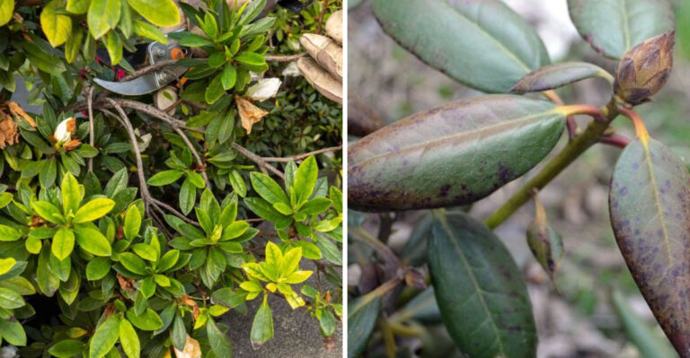 How To Revive Winter-Damaged Azaleas Before Spring Blooms In Michigan