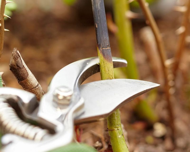 What To Do After Pruning To Set Ohio Roses Up Well