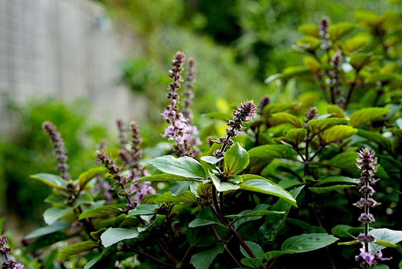 Choosing Heat-Tolerant Herbs