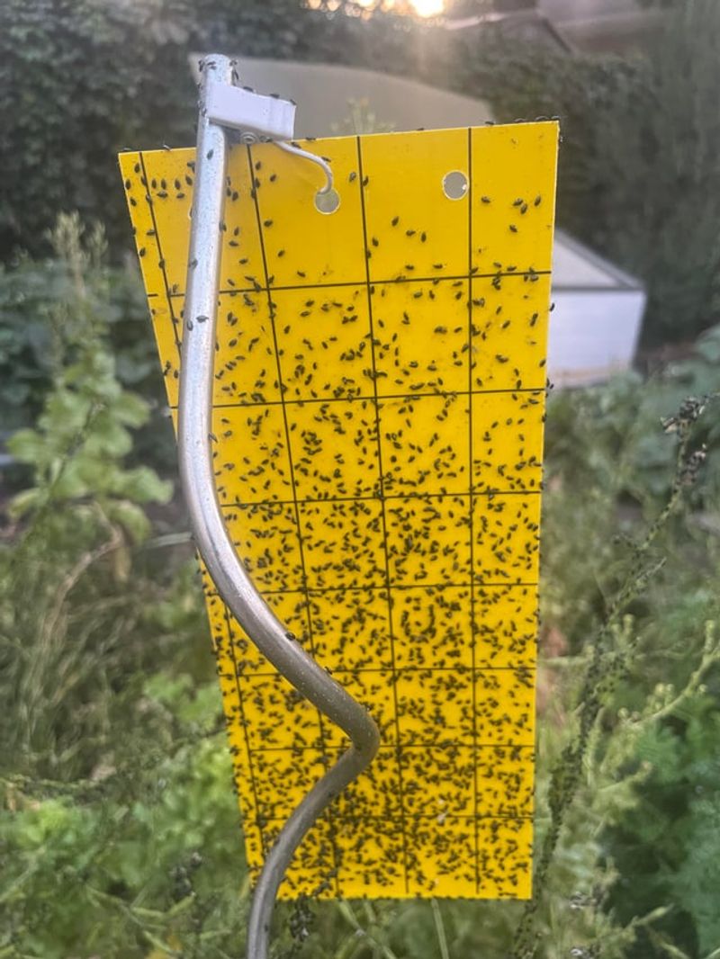 Control Aphids And Other Sap Pests That Increase Ant Activity