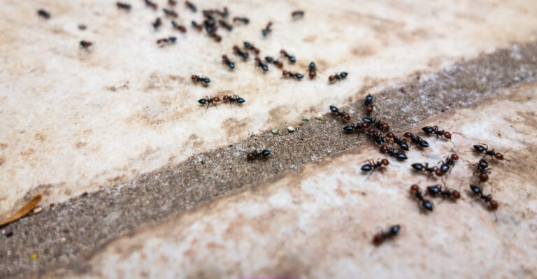 ants (featured image)