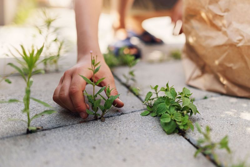 Pull Grass Early Before Roots Spread Between Stones