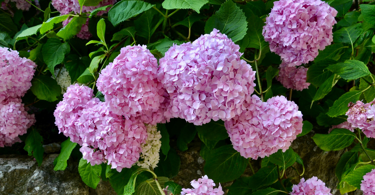 Hydrangeas
