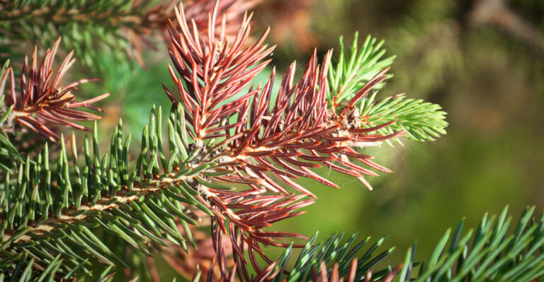 How To Tell If Winter Burn Is Permanent On Ohio Evergreens