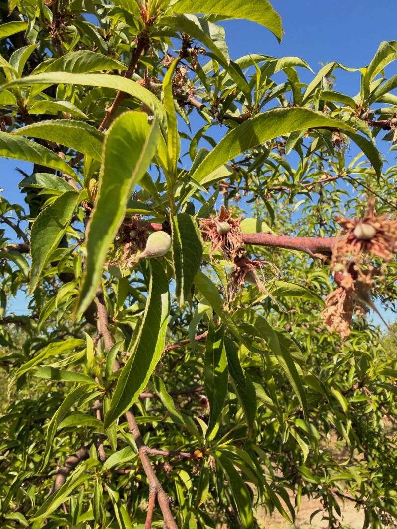 Start Thinning After Natural Fruit Drop