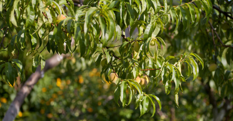 peach tree (featured image)
