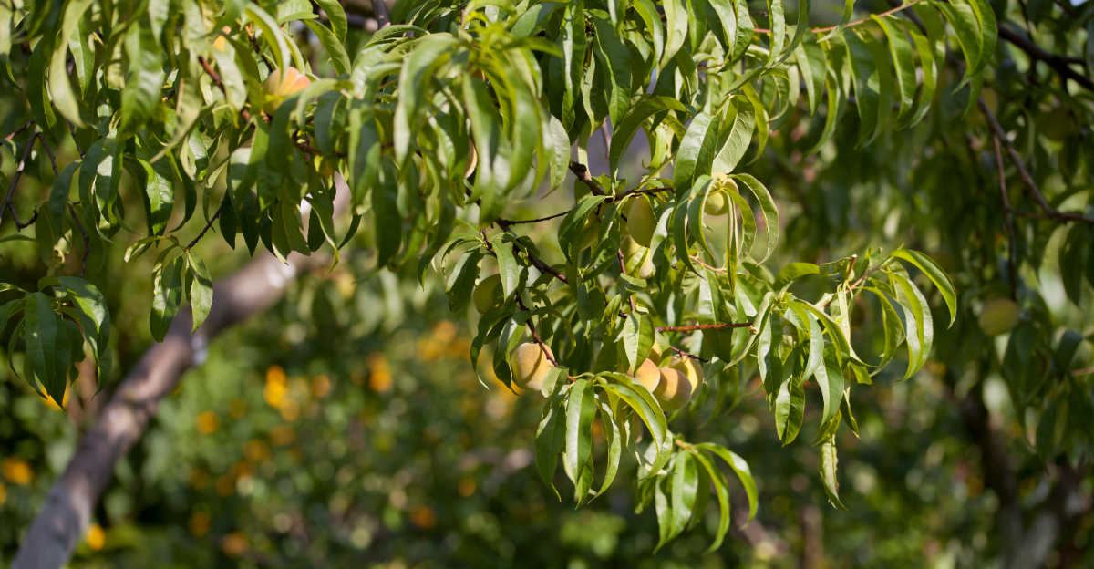 peach tree (featured image)