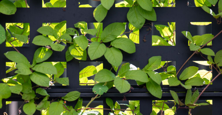 plant (featured image)