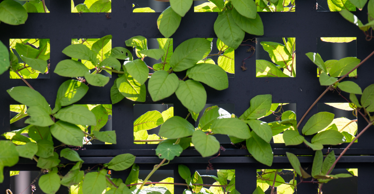 plant (featured image)