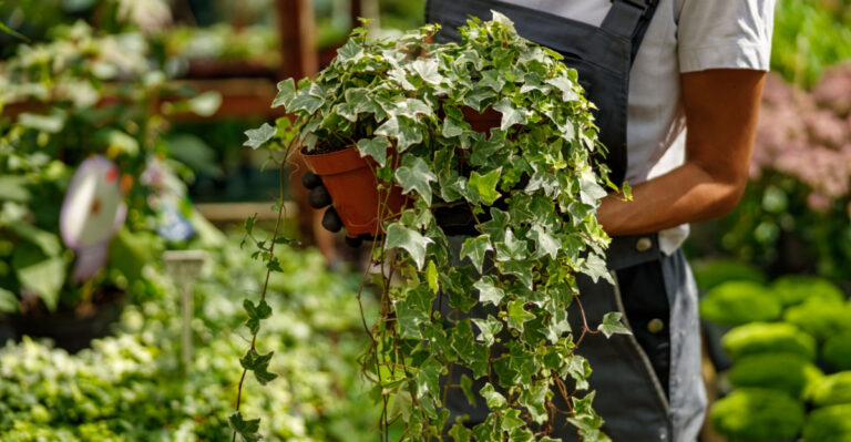 How To Transition Houseplants Back Outdoors In California Without Shock