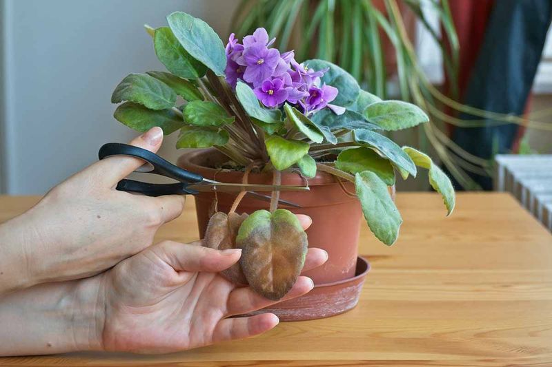 Cleaning Up Spent Flowers And Stems