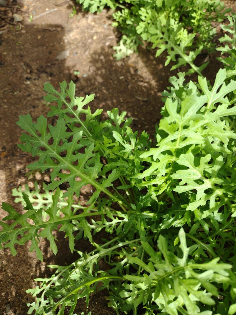 Choosing Fast Maturing Crops For Quick Turnaround