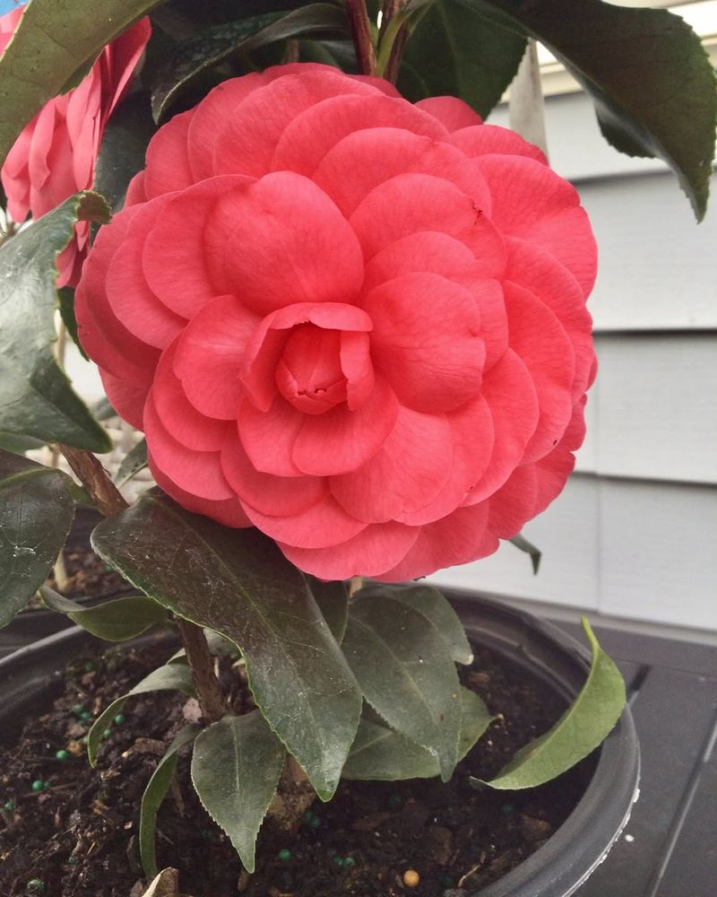 What Camellias Need From Soil And Feeding After Blooming
