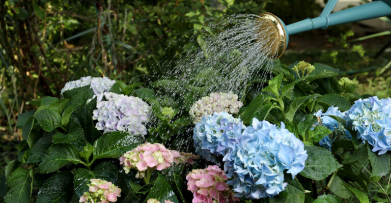 watering hydrangeas