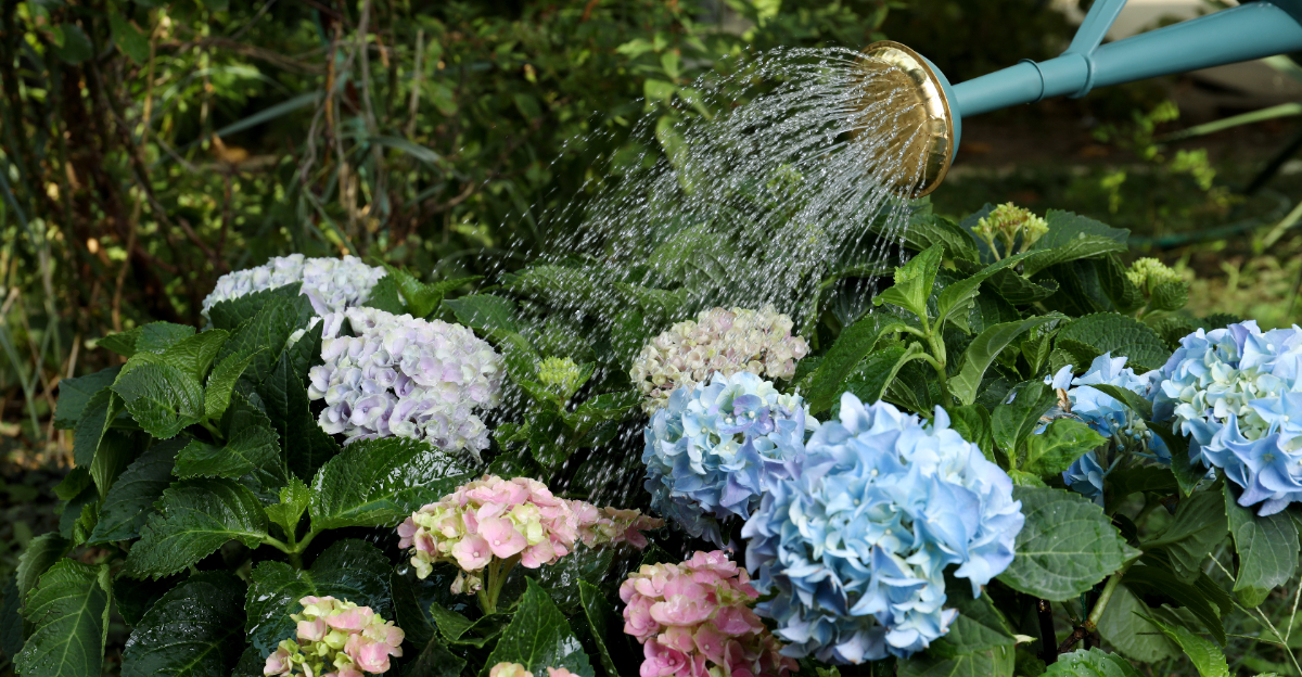 watering hydrangeas