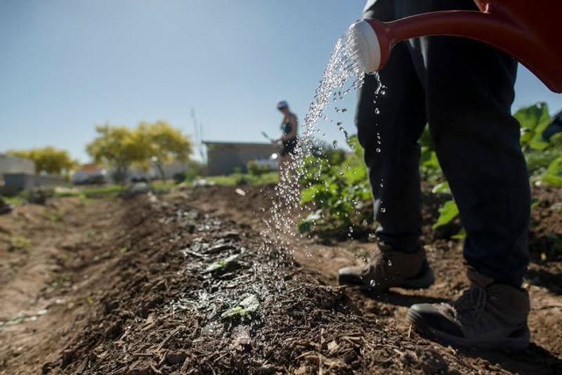 Water Deeply Instead Of Watering Lightly Every Day